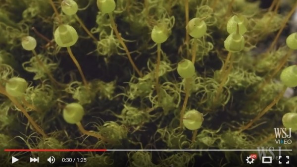 苔藓植物近景。(视频撷图) 苔藓植物近景。(视频撷图)