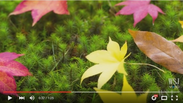 苔藓植物近景。(视频撷图) 苔藓植物近景。(视频撷图)