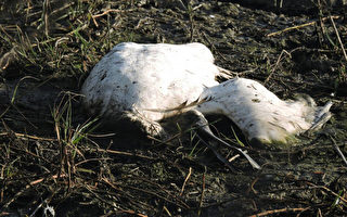 鰲鼓濕地發現8鳥屍 2隻為黑面琵鷺