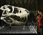 霸王龍頭骨，由於太重，骨架必須分開展示。此骨架是2012年於蒙大拿州出土，是迄今發現的保存最完好的大型恐龍骨骼。年代估計約有66億年的歷史。 (Sean Gallup/Getty Images)