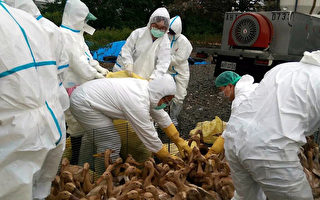 染H5N2禽流感 嘉義撲殺逾兩千蛋鴨