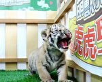 六福村小老虎满月 预约一日动物保姆