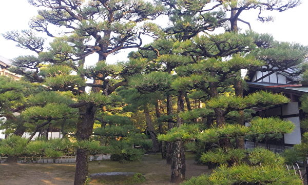 栗林公園的松(王知涵/大紀元) 栗林公園的松(王知涵/大紀元)