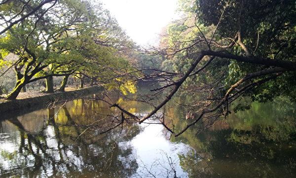 栗林公園古松株株相連(王知涵/大紀元) 栗林公園古松株株相連(王知涵/大紀元)