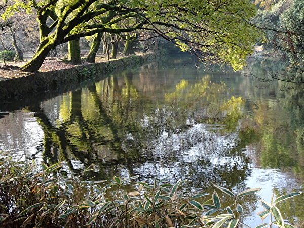 栗林公園裡松樹株株糾連(王知涵/大紀元) 栗林公園裡松樹株株糾連(王知涵/大紀元)