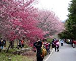 台武陵农场赏樱疏运 每日限6千人