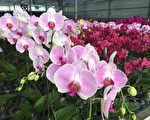 瑞麟兰园 专业兰花养植场