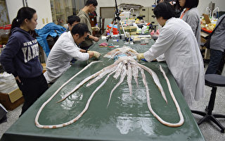 台灣海域首見 大王魷魚現身宜蘭外海