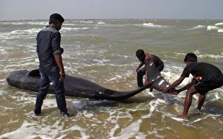 45隻鯨擱淺在南印度坦省海灘