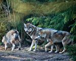 野狼出没！维州居民要小心