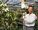 南投花卉嘉年華 狐狸尾蘭特展周末登場