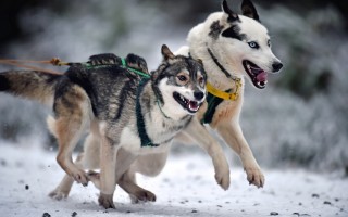 狗狗運動賽 法國狗拉雪橇競賽開跑