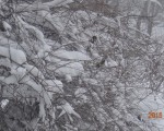 世紀罕見暴雪後 美東交通逐漸恢復