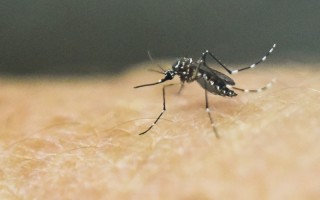 埃及伊蚊是傳播茲卡病毒的主要途徑。（LUIS ROBAYO/AFP/Getty Images）