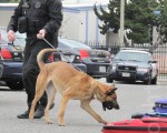 男子枪杀美俄州K9警犬 被判监禁45年