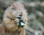 每年土撥鼠預報春天的到來已經成為一個傳統。(JULIAN STRATENSCHULTE/AFP/GettyImages)
