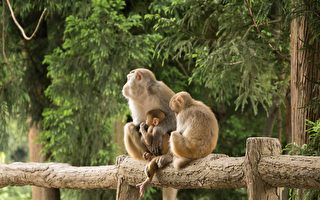 印度猴子收养流浪幼犬 展现超越物种的爱
