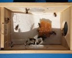 哪些疾病适合蜂疗法?