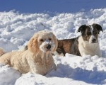 冰天雪地中的兩只家狗。（Bruce Bennett/Getty Images）