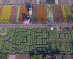 葵花迷宫  杉林25公顷花田惊艳