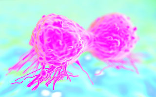 研究：讓周圍健康細胞活著 可阻腫瘤擴大