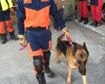 无敌搜救犬双认证 台南地震出任务