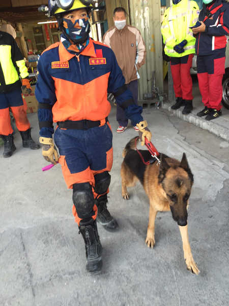 新北市唯一獲得雙證照的搜救犬「無敵」,隨著消防局趕赴臺南市地震重災區維冠大樓搜救人命。(新北市消防局提供/中央社)
新北市唯一獲得雙證照的搜救犬「無敵」,隨著消防局趕赴臺南市地震重災區維冠大樓搜救人命。(新北市消防局提供/中央社)
