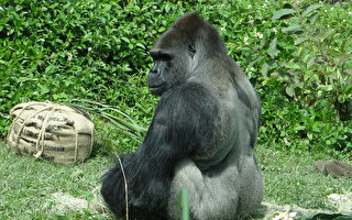 猴年賞猴 台北動物園必看3種超珍貴猩猩