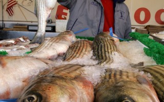 毒素感染 特区石斑鱼遭禁