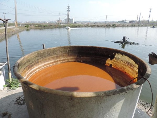 以益生菌进行鱼塭水质保养,有效减少鱼虾紧迫及疾病爆发。(高市农业局动保处提供) 以益生菌进行鱼塭水质保养,有效减少鱼虾紧迫及疾病爆发。(高市农业局动保处提供)