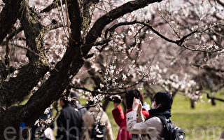 組圖：日本名園梅花飄香 遊人如織