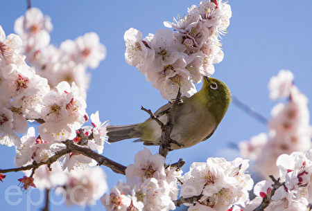 組圖 東京梅花盛開小鳥也賞花 綠繡眼鳥 大紀元