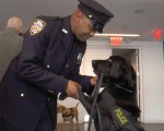 比利时恐袭后 纽约警方新增8只警犬防恐