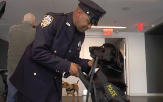 比利时恐袭后 纽约警方新增8只警犬防恐