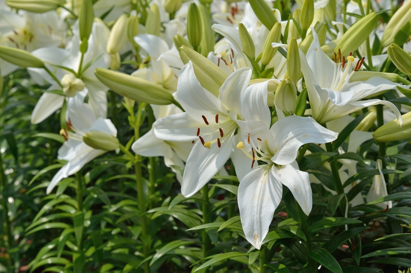 這24種花雖美但有毒擺在室內或致中毒失眠 室內植物 大紀元