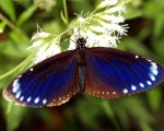 紫斑蝶越冬迁徙 感应清明之气舞奇景