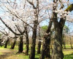 组图：花见武藏野公园 清明赏春花
