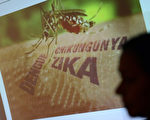 佛州新实验 对抗带寨卡病毒蚊子