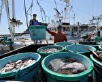 日本福島茨城縣的漁民將捕獲的海產卸到岸上。日本311福島核災即將屆滿5年，雖農產品生產量逐漸回升，但銷往海外的農產品數量卻較地震前大減8成。(TORU YAMANAKA/AFP/Getty Images)