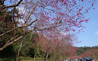 组图：宜兰三星山樱花季进入尾声