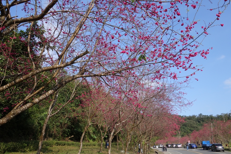 组图 宜兰三星山樱花季进入尾声 长埤湖 大纪元