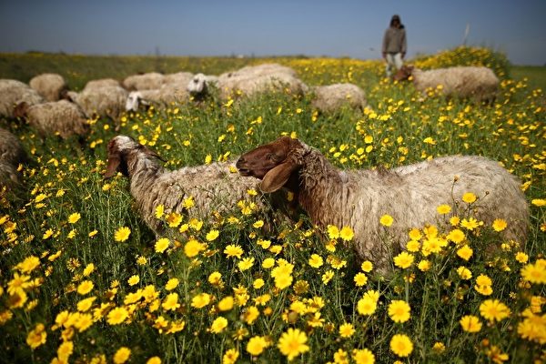 采花贼－2016年2月29日，巴勒斯坦加沙城，牧羊人在野生芥菜花场里牧羊。(MOHAMMED ABED/AFP)