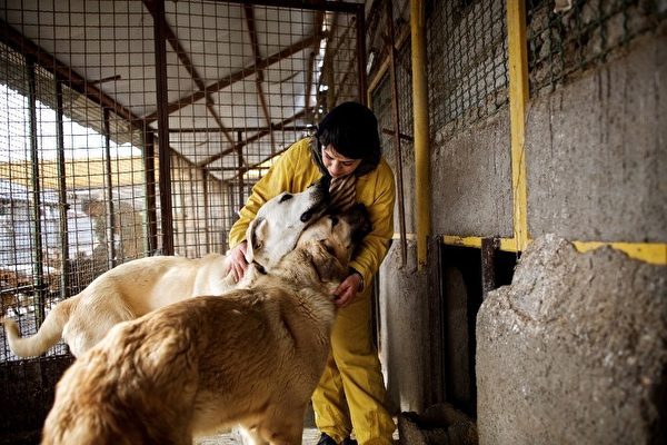 争宠－2016年2月19日，伊朗哈什特盖尔德镇，动物庇护所志工与狗。(BEHROUZ MEHRI/AFP)