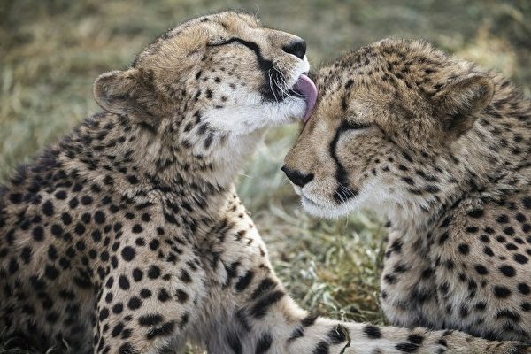兄妹情谊－2016年2月18日，纳米比亚奥奇瓦龙戈，猎豹保护基金会的二只猎豹。(GIANLUIGI GUERCIA/AFP) 
