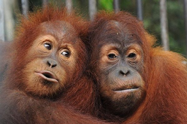 磕牙－2016年2月15日印尼，印尼亚齐省，两只苏门答腊猩猩被释放到Jantho保护区。(CHAIDEER MAHYUDDIN/AFP) 