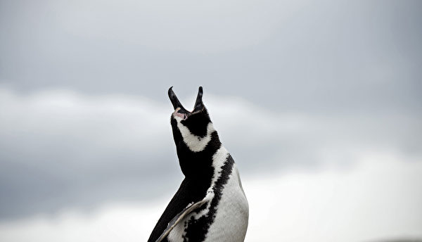 仰天长啸－2016年2月14日，马格达莱纳岛上的麦哲伦企鹅。(MARTIN BERNETTI/AFP)