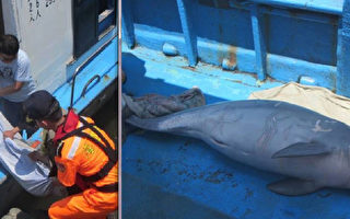 台灣白海豚（Sousa chinensis taiwanensis）剩70隻不到，去年又撈起2隻屍體。美國保育界正在推動列美國瀕危動物法案（Endangered Species Act）保育牠。（圖台灣媽祖魚保育聯盟提供）（中央社）