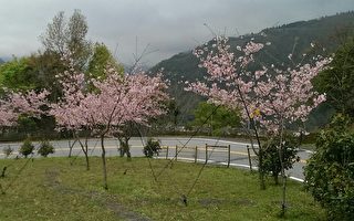育櫻三年 復興區神木路櫻花開了