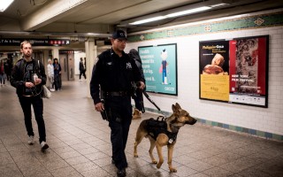 紐約市3月23日舉行一組「警犬」結業典禮，這群警犬可以聞移動物體散發出來的炸藥輕烟，提升紐約市打擊自殺式炸彈恐怖襲擊的能力。圖為去年11月巴黎恐攻後，紐約市警察帶著警犬在地鐵執行勤務。 (Photo by Andrew Renneisen/Getty Images)