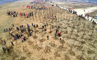 2016年3月12日植树节，山东日照5万人植树。(Photo by ChinaFotoPress/ChinaFotoPress via Getty Images)